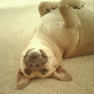 Meet your Posher, Sophia